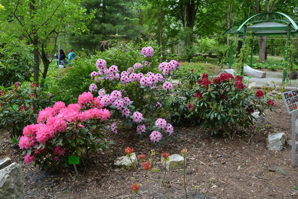 48. Rhododendrony