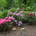 48. Rhododendrony