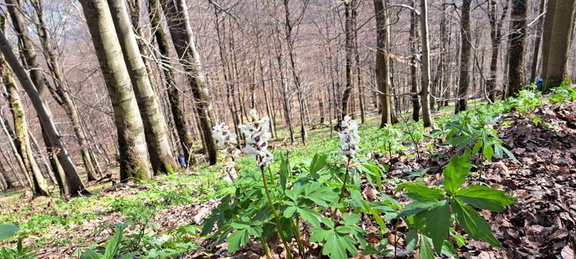 IMG-20240407-WA0003