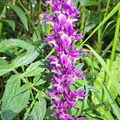 IMG-20240518-WA0003