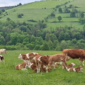 IMG-20240518-WA0013