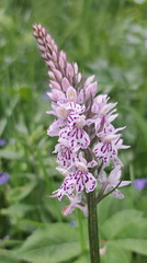 IMG-20240518-WA0015