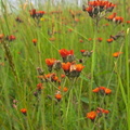 IMG-20240608-WA0006
