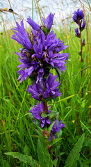 IMG-20240608-WA0017