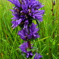IMG-20240608-WA0017