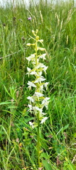 IMG-20240608-WA0032