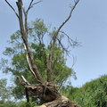 IMG-20240622-WA0014