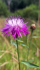 IMG-20240720-WA0020