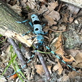 IMG-20240720-WA0038