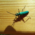 IMG-20240722-WA0009