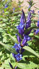 IMG-20240810-WA0010
