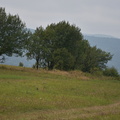 DSC 6137