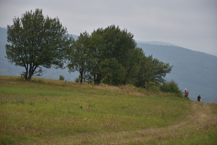 DSC 6137