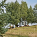 DSC 6164