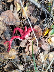 IMG-20240922-WA0015