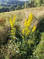IMG-20240922-WA0023