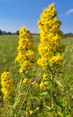IMG-20240922-WA0032
