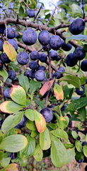 IMG-20240922-WA0043