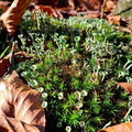 IMG-20241117-WA0044