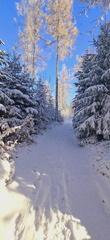 IMG-20241124-WA0037