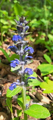 IMG-20250503-WA0012