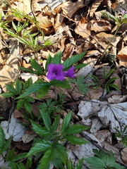IMG-20250322-WA0020