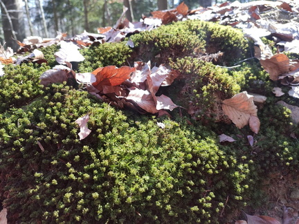 IMG-20250322-WA0118