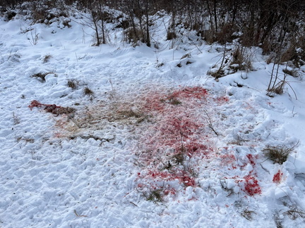 IMG-20250105-WA0054