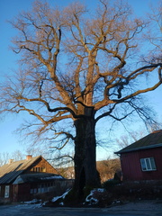 IMG-20250119-WA0019
