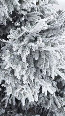 IMG-20250203-WA0017