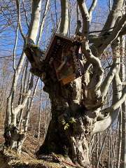 IMG-20250209-WA0012