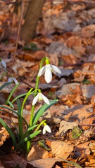 IMG-20250309-WA0040