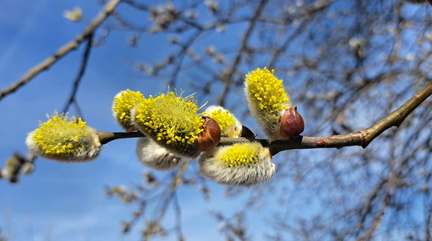 IMG-20250309-WA0036
