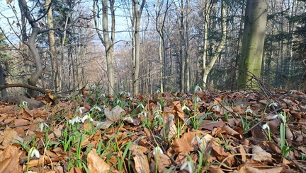 IMG-20250309-WA0055