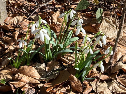 IMG-20250309-WA0008