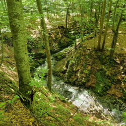 2025-05-31 BPN Projekt Lasy bukowe na liście UNESCO