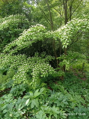 IMG-20250517-WA0061
