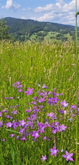 IMG-20250607-WA0011