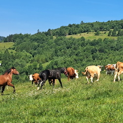 2025-06-22 KP Na Przehybę inaczej, czyli Beskid Sądecki - Gosia Borejko