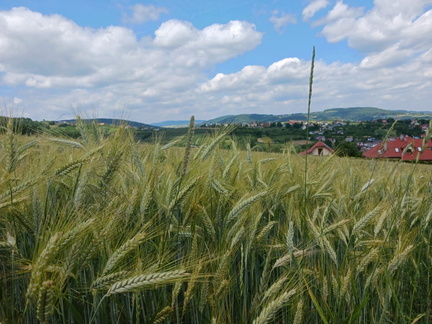 IMG-20250628-WA0022