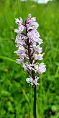 IMG-20250629-WA0017