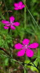 IMG-20250629-WA0024