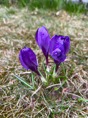 IMG-20250330-WA0016