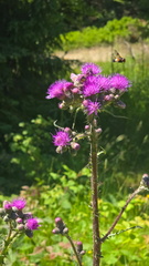 IMG-20250705-WA0063