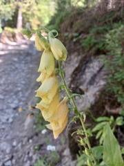 IMG-20250705-WA0011