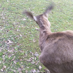 2025-07-13 Beskid Wyspowy - Łopusze