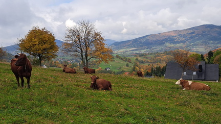 IMG-20251019-WA0007